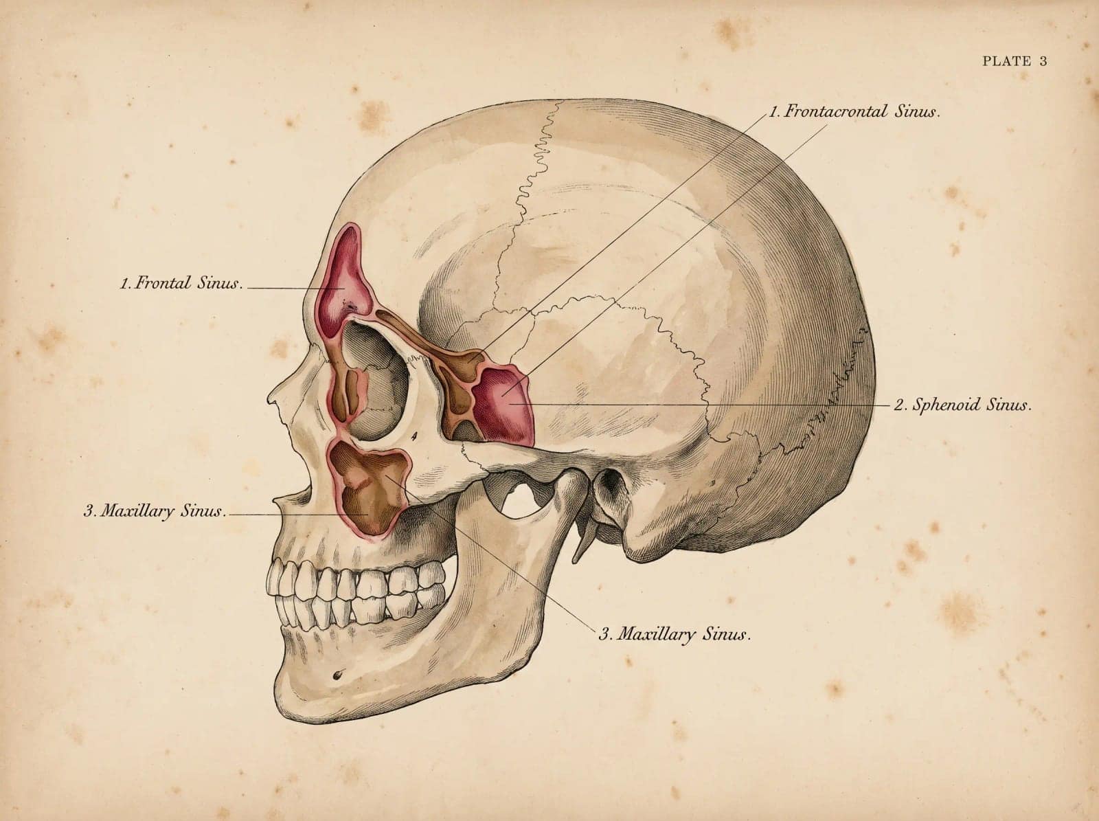 Anatomical Plate, A specimen painted with clinical care, labelled, on aged paper